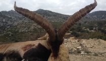 ÚSPĚŠNÁ SEZONA JARO 2016 - ŠPANĚLSKO - BECEITE IBEX, BARBARY SHEEP